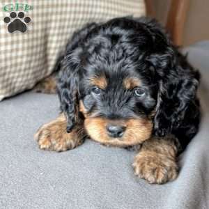 Max, Mini Labradoodle Puppy